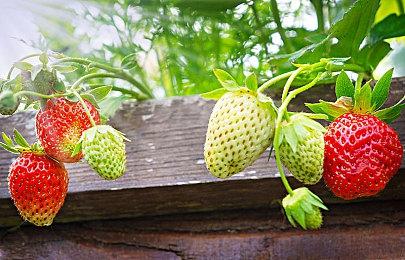 高能电玩节：《Fate＆Samurai Remnant》新游戏片段公开